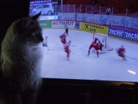 cat_hokey-1.jpg