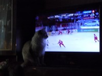 cat_hokey-2.jpg