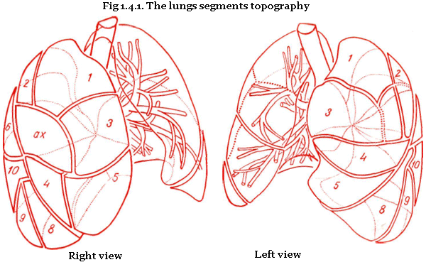 The lungs segments topography