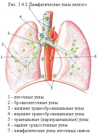 лимфатическая система легких